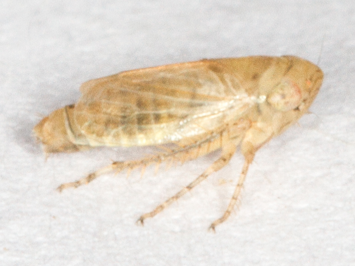 Streptanus sordidus